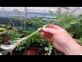 Como Tener Una Planta De Tomate en 15 Días Por Esqueje FÃCIL!!! || La Huertina De Toni