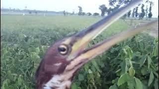 burung Bambangan totol/blekok mini