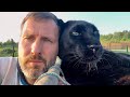 Luna the panther and rottweiler Venza are my little helpers 😘(ENG SUB)