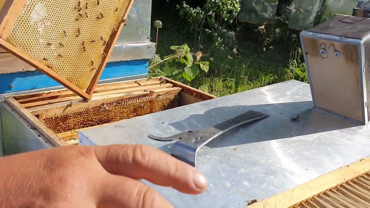 507.Extrgem mierea de salcâm.