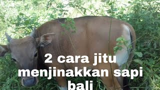 2 cara jitu menjinakkan sapi bali liar