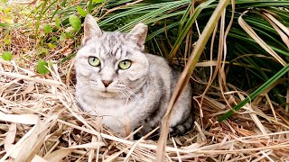 アザラシ猫の巣にやんちゃな茶トラ猫が近づいたら結果・・・