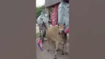 Bull And Cow 
