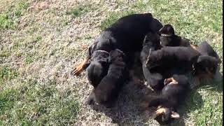 Blinkys Puppies 3