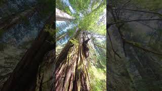Redwood National Park 🌲 Grove of Titans — Ancient Giants #shorts