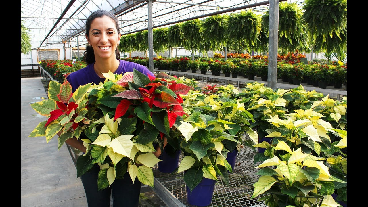 Poinsettia Care - Tips & Tricks 