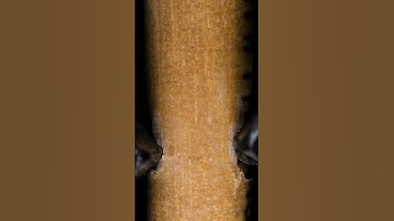 Asmr macro video slow