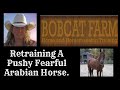 How To Retrain A Pushy Fearful Arabian Horse.