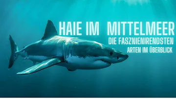 Warum gibt es keine Haie im Mittelmeer?