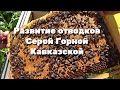 Развитие отводков Серой Горной Кавказской