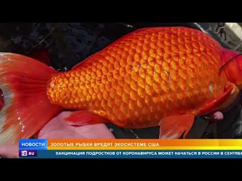 Золотые рыбки захватили озера в американском штате