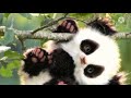 Cute panda photos