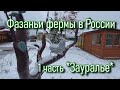 Фазаньи фермы в России. Зауралье 1 часть.