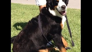 Bernese Mountain Dog Training | Stop Leash Pulling with Calm Communication | Bark Busters Fort Myers