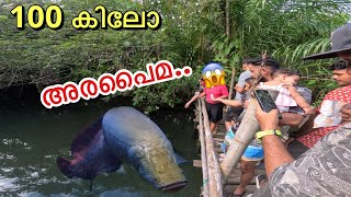 EP05Hand feeding “GIANT” arapaima in Thailand