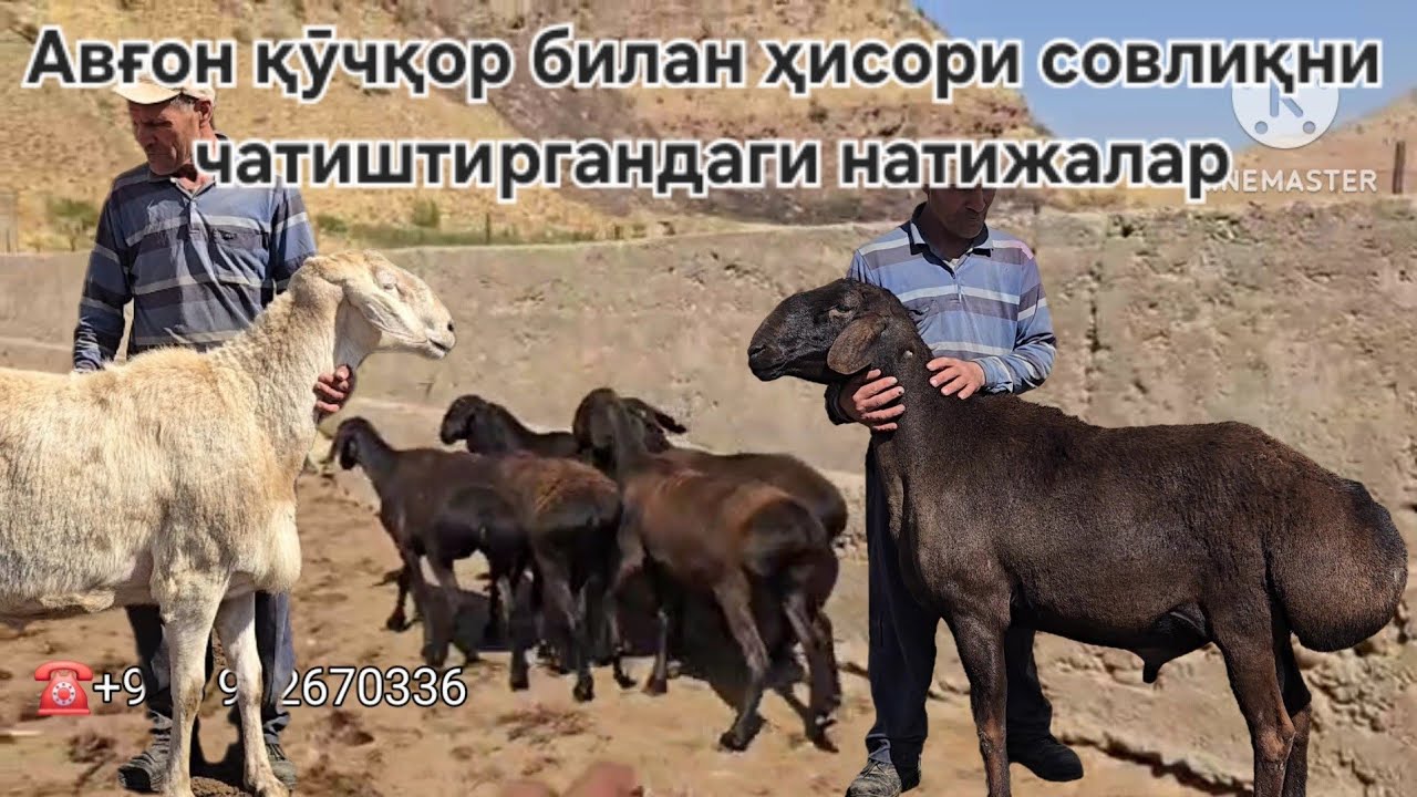 Селексия учун олибкелинган қӯчқорлар сотилади 