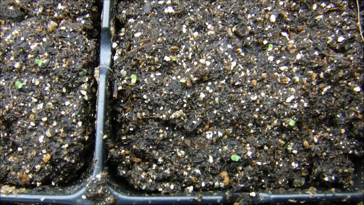 oregano seedlings update, oregano seeds germinated YouTube