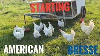 Starting an American Bresse flock, the best tasting chicken