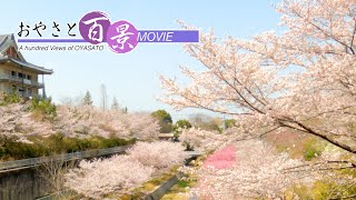 第82回「天理の桜2022」