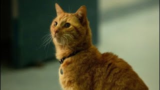 Captain Marvel  Post Credit Scene 2 Goose cat vomits Teseract HD