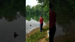 Blue gill action on lake grub