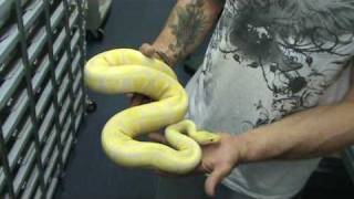 Pastel Lavender Albinos GLOW