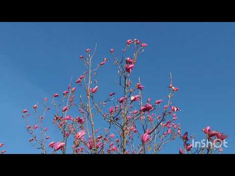 Vídeo: Como A Magnólia Floresce