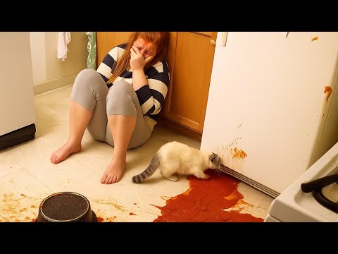 GATOS: DONOS CHORANDO, VOCÊ RINDO!