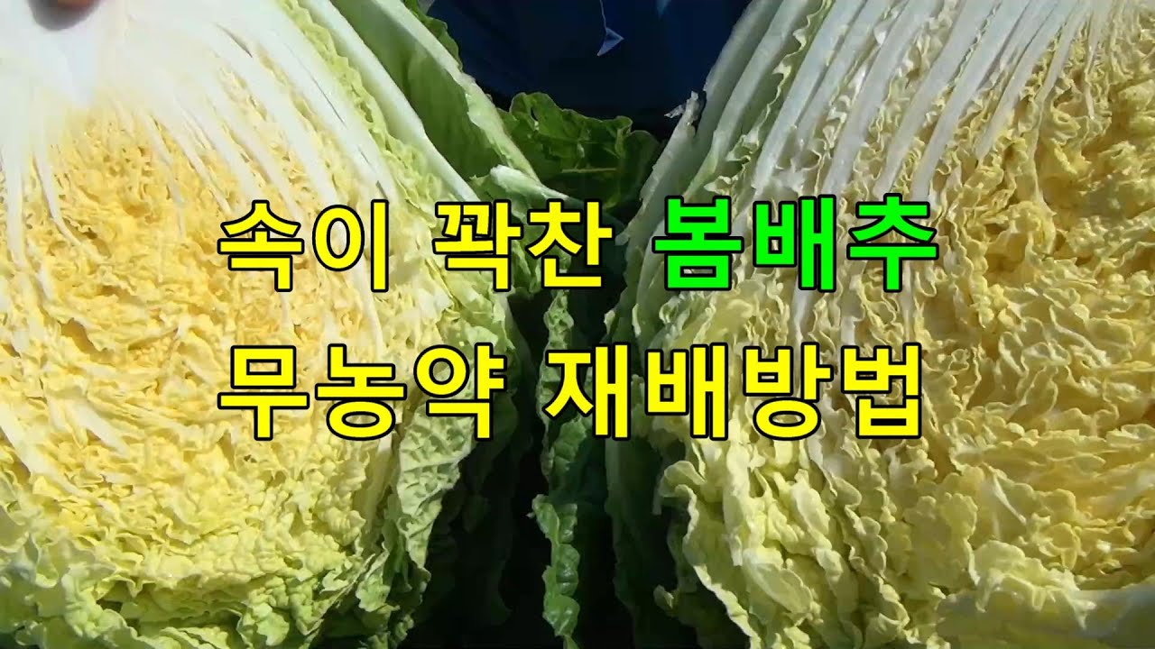 속이 꽉찬 봄 배추 이렇게 하면 농약없이 눈 감고도 키웁니다.