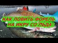 КАК ЛОВИТЬ ФОРЕЛЬ НА ИКРУ СО ЛЬДА? СНАСТЬ||ОСНАСТКА HOW TO CATCH TROUT FOR CAVIAR? TACKLE|/SNAP