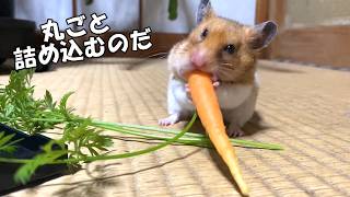 ニンジンを丸ごと詰め込むハムスター