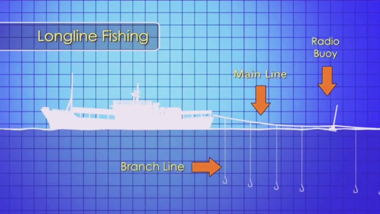 Basic Kapal Longline - Longline Fishing Procedures 