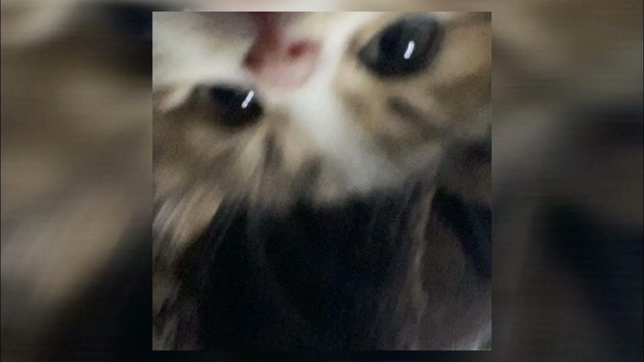 Your dead мем кот. Your cat is dead speed up. Petting cat meme. Енот шрёдингера. Ваш кот хочет вас убить.