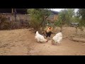 Genética de gallinas para principiantes