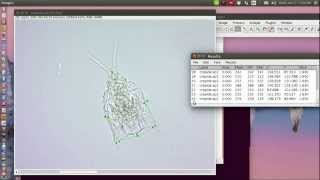 How to measure and collect landmark coordinates automatically Using imageJ