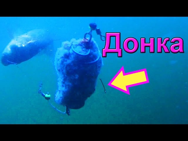 Снасть «УБИЙЦА КАРАСЯ». Ловил на донку. Подводная съемка, рыбалка. Ловля карася. Fishing. донка