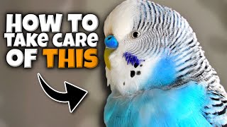 Pet Bird Food, Bath and Care Compilation | How to Take Care of Your Bird
