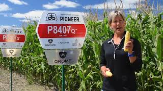 Nouveauté 85 CRM - P8407AM Q et P8537AM Q