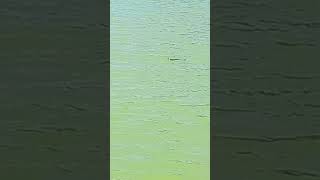 serpente da aqua e prima volta