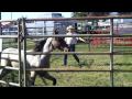 Wild Horse Training Demonstration