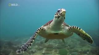 Wild Thailand, National Geographic Documentary, Nat Geo Wild HD, Pt.2