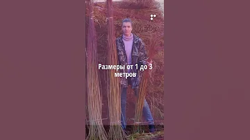 Ива пурпурная