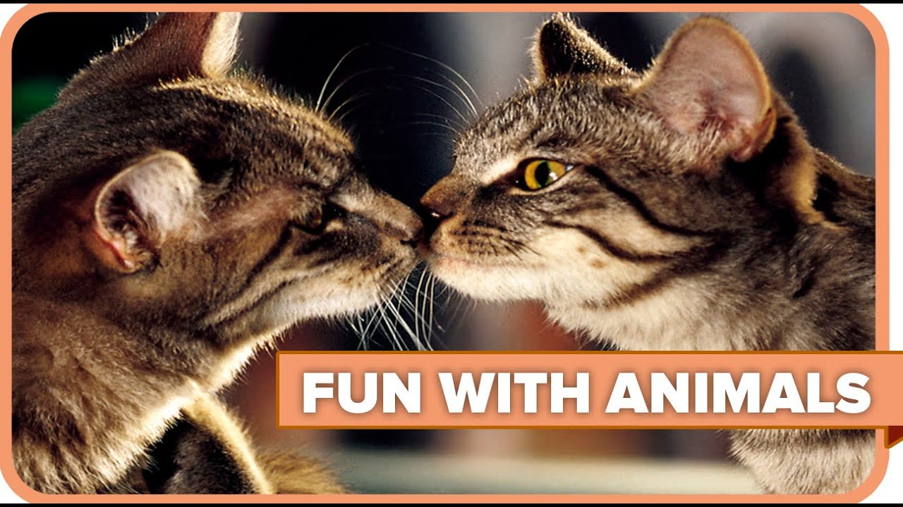Fun With Animals FUN WITH ANIMALS vol.46 | TOP FAIL VINES WEEK COMPILATION - YouTube