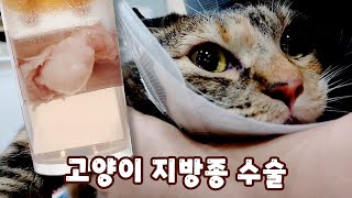 고양이 지방종 수술│생각보다 신경쓸 일이 많은...😥 by 요리냥 2,134 views 9 months ago 3 minutes, 15 seconds