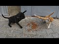 Angry Orange Cat gets slapped by another rival Angry Black Cat.