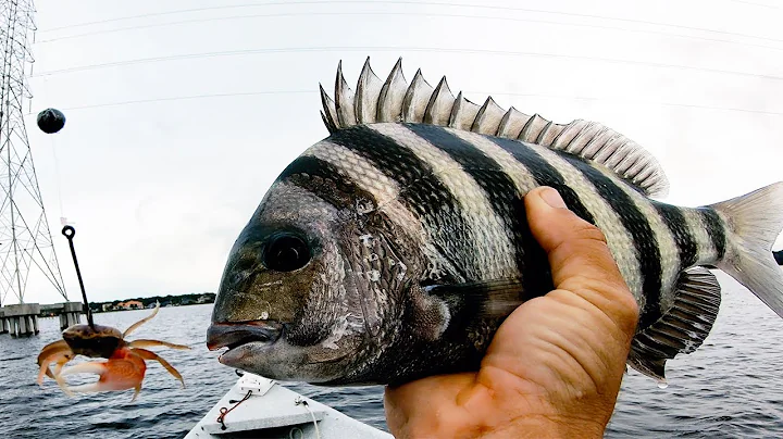 3 Steps To STOP Sheepshead From Stealing Your Bait