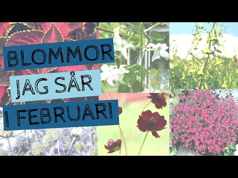 Blommor jag sår i FEBRUARI - Sommarblommor och perenner som jag sår tidigt på året.