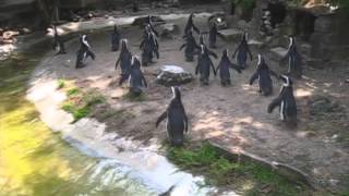 Penguins playing with reflection at Artis Zoo Amsterdam