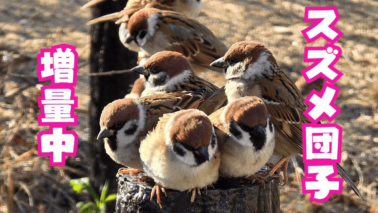 可愛さ大渋滞　2026年1月12日のスズメ　