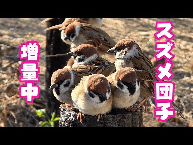 天国のススメ！1 sddefault.jpg